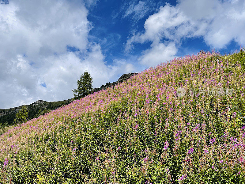 上engadine景观，Woodherb field, Schmalbl?tttriges Waldweider?schen